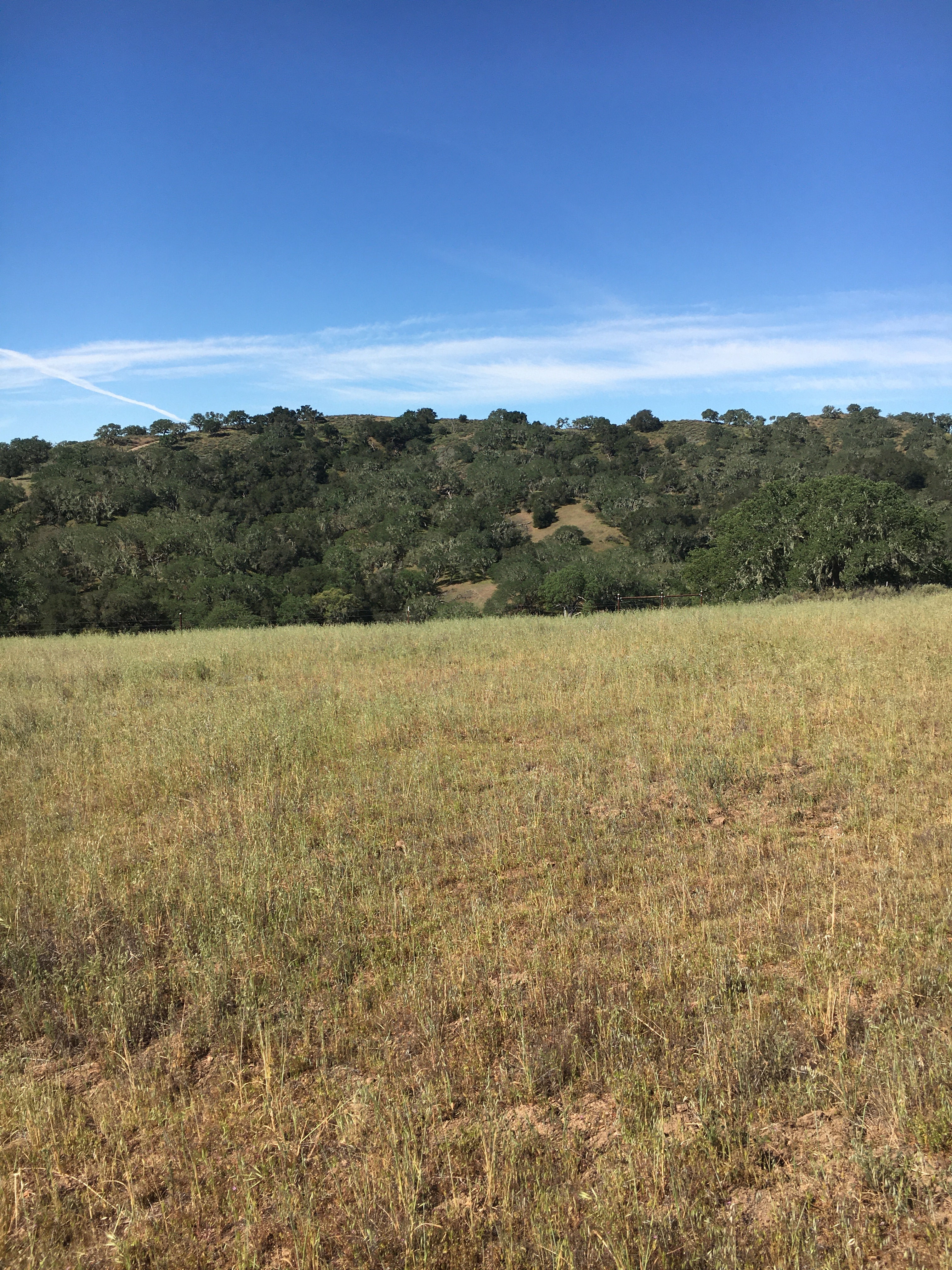 SWEX Field Project - EOL/ISFS > Tower 14 - Sedgwick Reserve > IMG_6713.JPG
